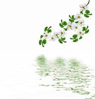 Flowering branch of apple isolated on a white background. Spring Flower. photo