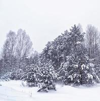 bosque en la escarcha. paisaje de invierno árboles cubiertos de nieve. foto