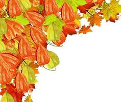 autumn leaves isolated on white background photo