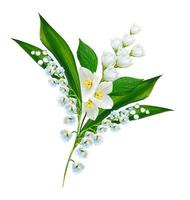 branch of jasmine flowers isolated on white background photo