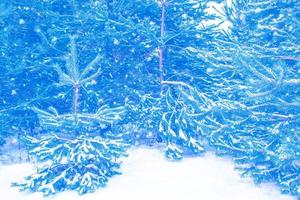 Frozen winter forest with snow covered trees. photo