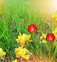 Spring. Flowers of daffodils and tulips. photo