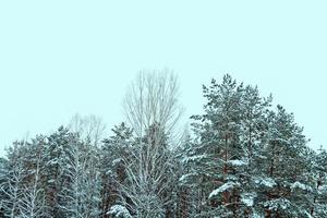 bosque de invierno congelado con árboles cubiertos de nieve. foto