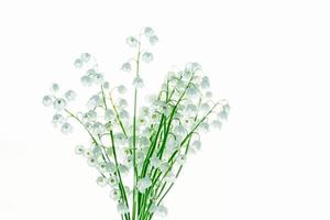 Lily of the valley flower on white background photo