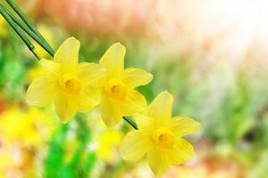 beautiful spring flowers daffodils. yellow flowers. photo