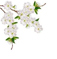 Flowering branch of apple isolated on a white background. Spring Flower. photo