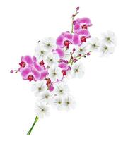 Orchid flower isolated on white background photo