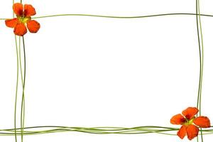 nasturtium flowers isolated on white background. Summer photo