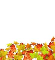 autumn leaves isolated on white background photo