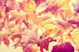 Autumn background with bright colorful leaves. photo