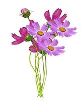 Cosmos flowers isolated on white background photo