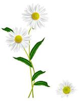 daisies summer  flower isolated on white background photo