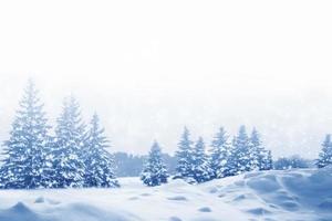 Frozen winter forest with snow covered trees. photo