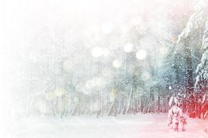 Frozen winter forest with snow covered trees. photo