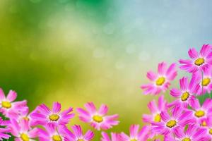 Colorful cosmos flowers on a background of summer landscape. photo