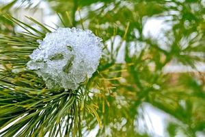 forest in the frost. Winter landscape. Snow covered trees. photo