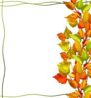 autumn leaves isolated on white background. photo