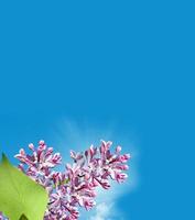 Lilac branch on a background of blue sky with clouds photo