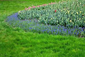 flowers tulips and hyacinths in spring park. spring landscape. photo