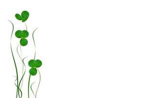 green clover leaves isolated on white background. St.Patrick 's Day photo