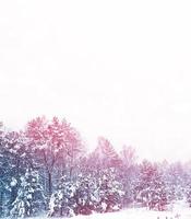 bosque en la escarcha. paisaje de invierno árboles cubiertos de nieve. foto