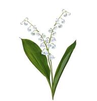 Lily of the valley flower photo