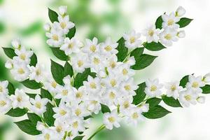 Spring landscape with delicate jasmine flowers photo