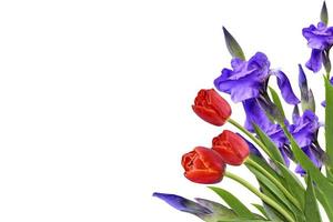 spring flowers  iris isolated on white background. photo