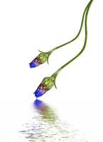 Flowers cornflowers isolated on white background photo