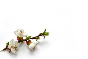 Flowering branch of apple isolated on a white background. Spring photo