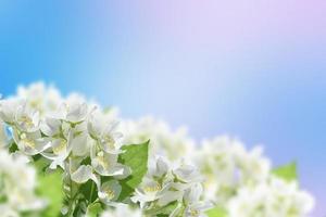 White jasmine The branch delicate spring flowers photo