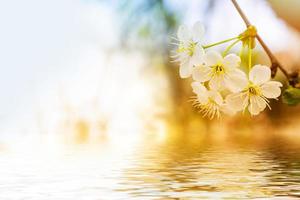 Spring landscape. Blossoming branch cherry. nature photo