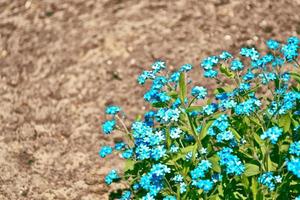 Me-nots Wildflowers on the background of the summer landscape. photo