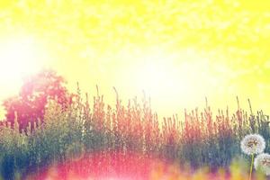 Fluffy dandelion flower against the background of the summer landscape. photo