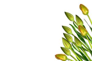 spring flowers tulips isolated on white background. beautiful flowers photo