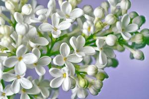 Bunches of flowers of lilac photo