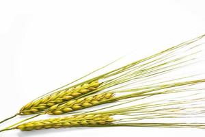 wheat ears isolated on white background. photo