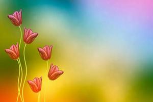 Bright and colorful flowers tulips photo