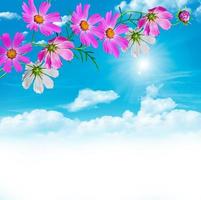 Cosmos flowers on a background of blue sky with clouds photo