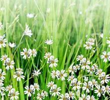 Summer landscape with wildflowers photo