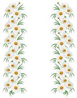 daisies summer white flower isolated on white background photo