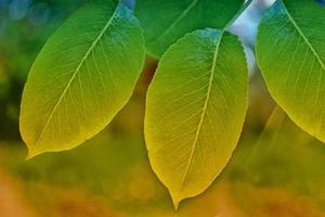 autumn landscape with bright colorful foliage. Indian summer. photo