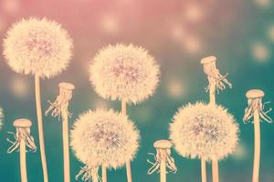 Fluffy dandelion flower against the background of the summer landscape. photo