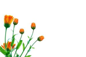 Bright marigold flowers isolated on white background. photo