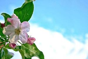 Spring garden. Flowering fruit trees. photo