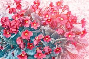Bright and colorful spring flowers. Floral background. photo