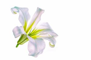 Bright lily flowers isolated on white background. photo