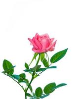 Flower bud roses on a white background photo