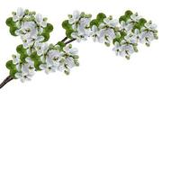 branch of cherry blossoms isolated on white background. photo