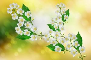 White jasmine flower. photo